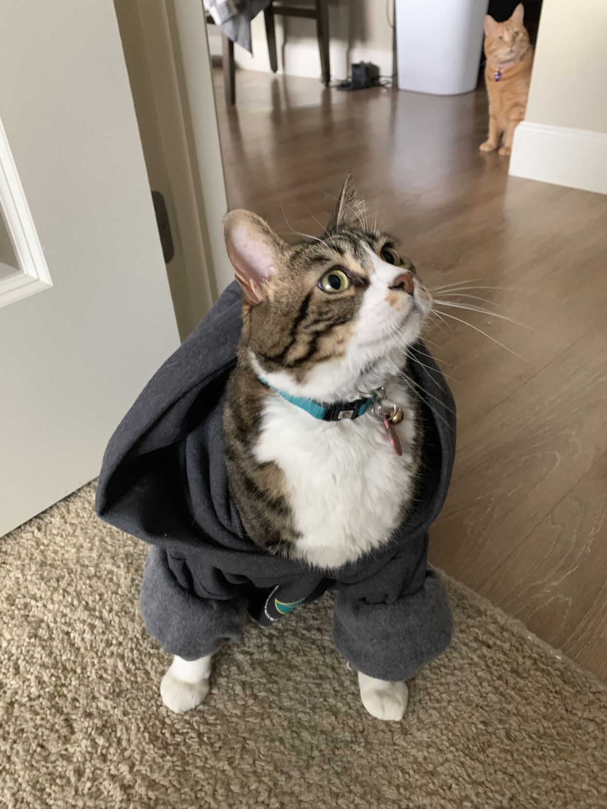 Meowlcolm Reynolds